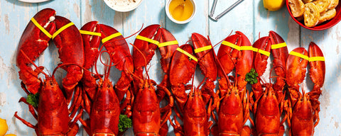 Live Lobster - Maine Lobster Now