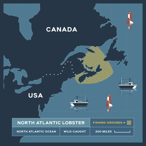 4 lb - 6 lb North Atlantic Live Lobster - Maine Lobster Now
