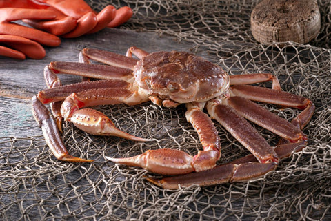 2024/25 Bering Sea Crab Season: Rising Quotas and the Return of Snow Crab - Maine Lobster Now