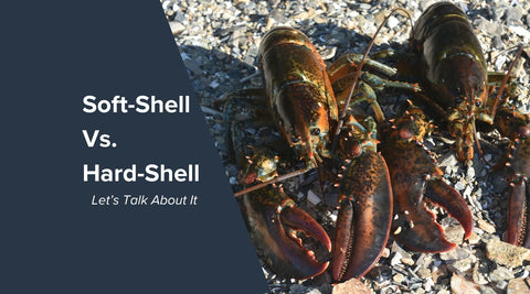 Differences Between Hard, Firm, and Soft Shell Maine Lobsters - Maine Lobster Now