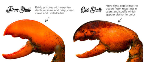 Differences Between Hard, Firm, and Soft Shell Maine Lobsters - Maine Lobster Now