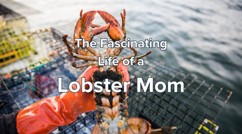 Diving Into the Fascinating Life of a Lobster Mother - Maine Lobster Now
