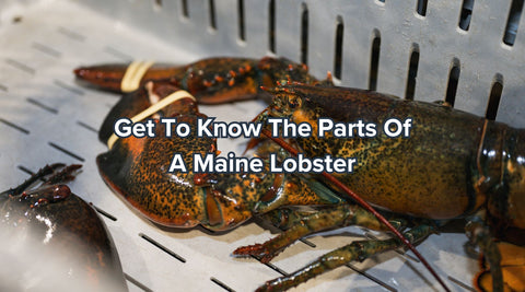 Get To Know The Parts Of A Maine Lobster - Maine Lobster Now