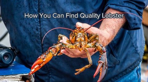 How You Can Find Quality Lobster - Maine Lobster Now