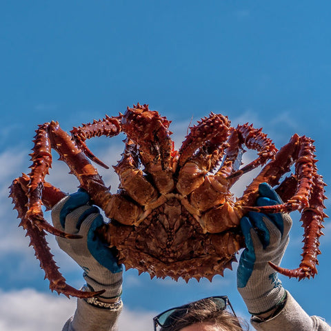 King Crab Buying Guide: How to Buy King Crab Online and Get the Best Quality - Maine Lobster Now