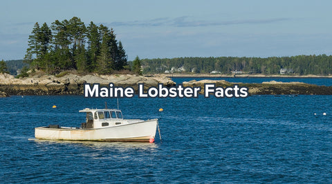 Maine Lobster Facts - Maine Lobster Now