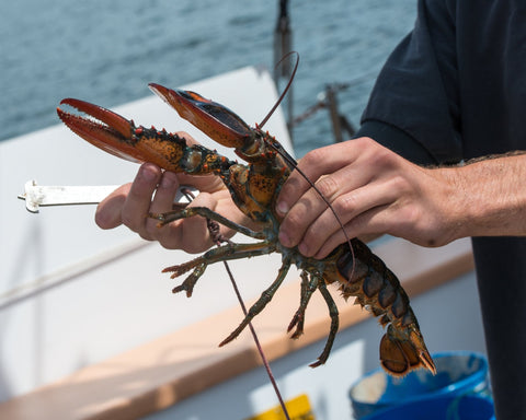 Maine Lobstermen Celebrate the Repeal of Size Limit Regulations - Maine Lobster Now