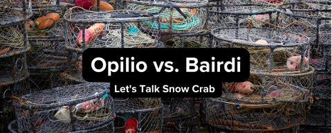 Opillio Vs. Bairdi Alaskan Snow Crab - The Difference Explained - Maine Lobster Now
