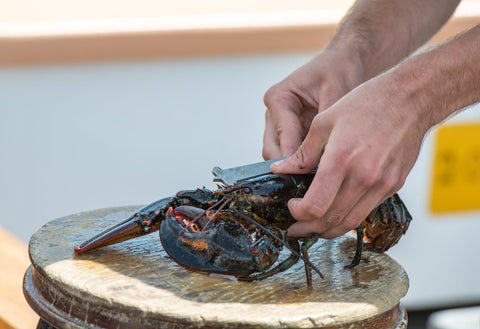 Regulators Delay Increase in Minimum Lobster Size Until July 2025: What It Means for the Industry - Maine Lobster Now