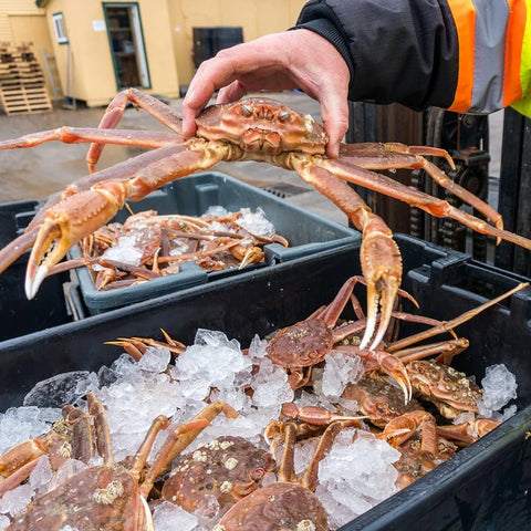 Snow Crab Habitat: Where These Crustaceans Thrive - Maine Lobster Now