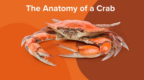The Anatomy of a Crab - Maine Lobster Now