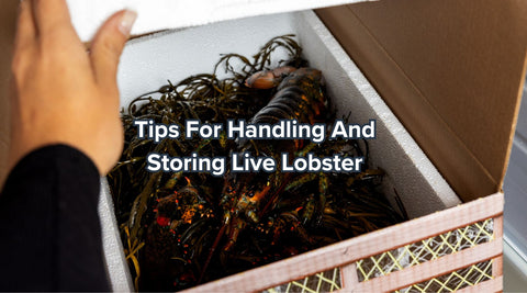 Tips for Handling and Storing Live Lobster - Maine Lobster Now