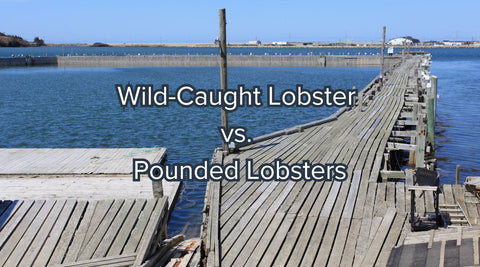 Wild Caught Lobster vs Pounded Lobsters - Maine Lobster Now