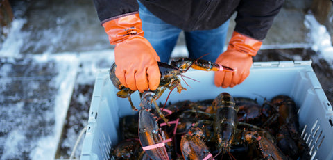 Buy Maine Seafood Online - Maine Lobster Now