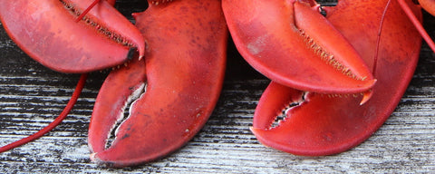 Jumbo Lobsters - Maine Lobster Now