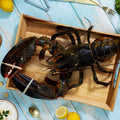 8 lb - 10 lb North Atlantic Live Lobster