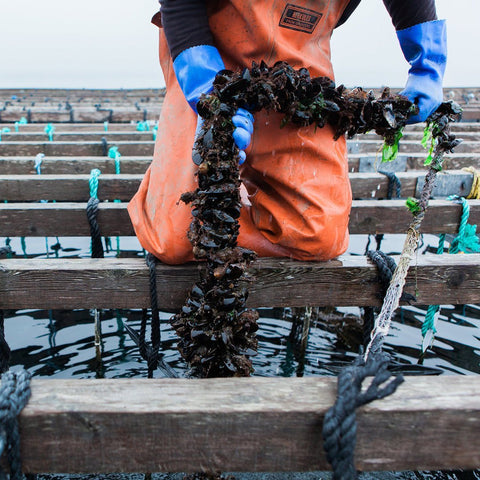 Bangs Island Maine Mussels - 2 lbs.