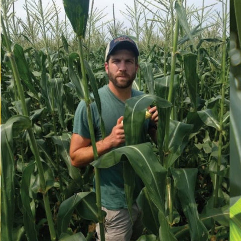 Fresh Local Maine Corn - Pineland Farms™