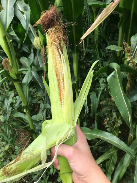 Fresh Local Maine Corn - Pineland Farms™