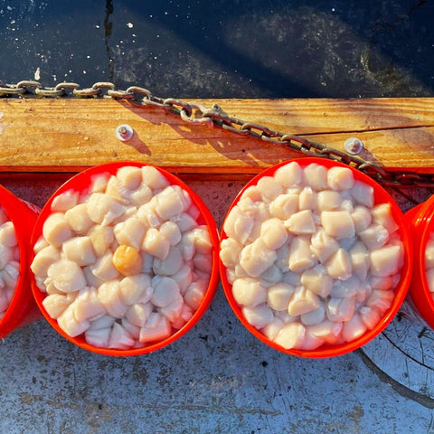 Fresh Maine Scallops