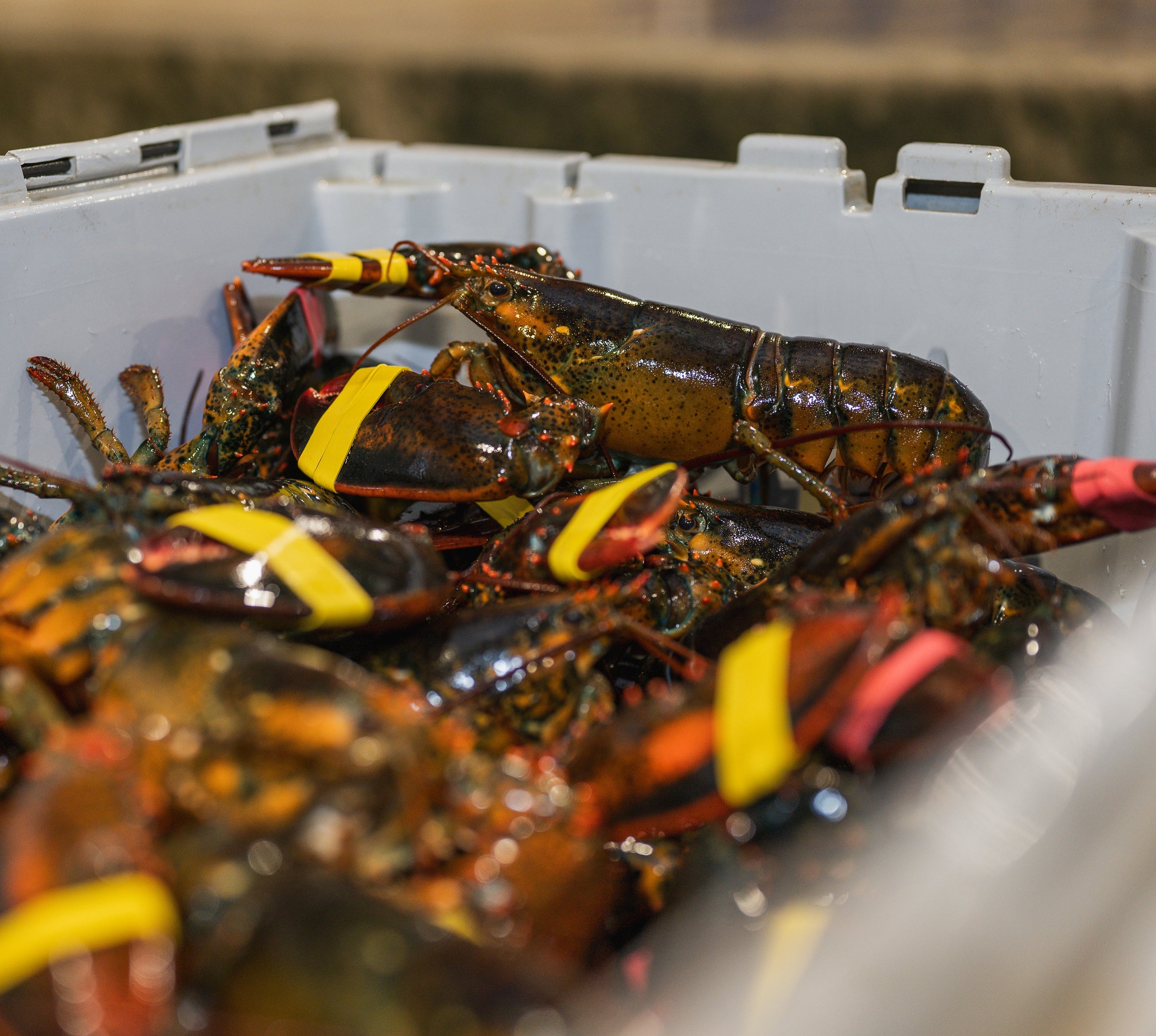 Get Maine Lobsters Delivered | Free Overnight Shipping