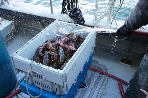 lobsters getting sprayed with ocean water