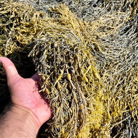 Local Maine Seaweed (Rockweed) - 1 lb