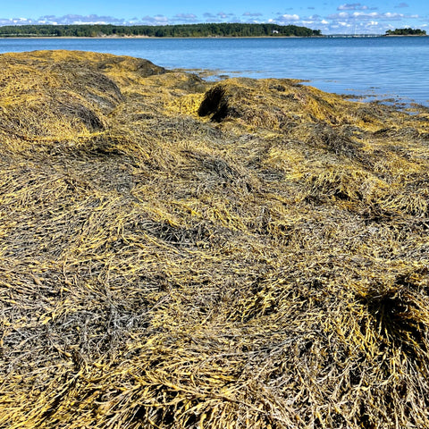 Local Maine Seaweed (Rockweed) - 1 lb