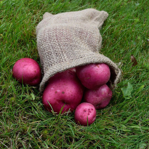 Maine Grown Red Potatoes - 1 lb