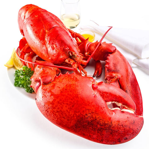8 lb - 10 lb North Atlantic Live Lobster - Maine Lobster Now