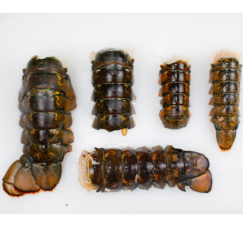 Broken Tail "Culls" Bundle Pack - 3 lbs - Maine Lobster Now