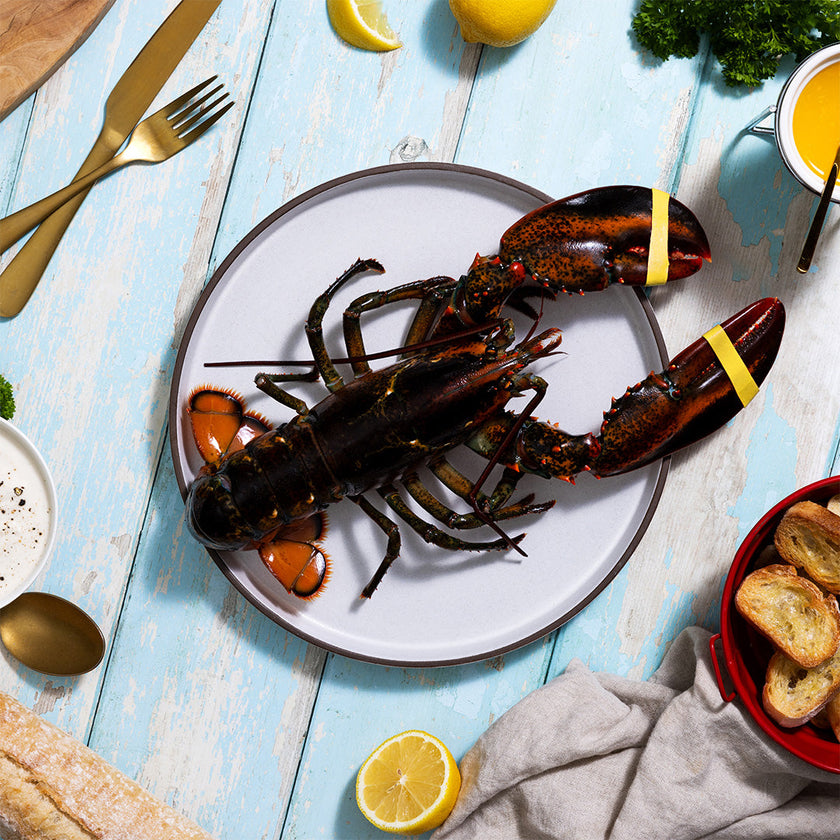 Buy 1.5 lb Live Lobsters Online | Maine Lobster Now