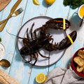 1.75 lb Live Maine Lobster - Maine Lobster Now