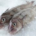 Wild-Caught Icelandic Haddock Fillets - 8-10 oz. (x2) - Maine Lobster Now