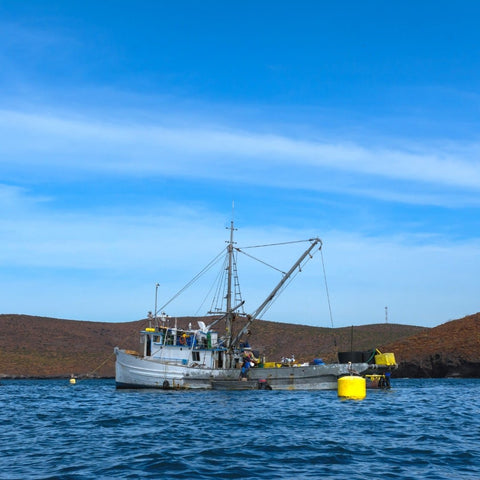 Wild-Caught Yellowfin Ahi Tuna - 10 oz - Maine Lobster Now